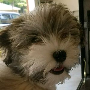 Meet your Posher, Dannie